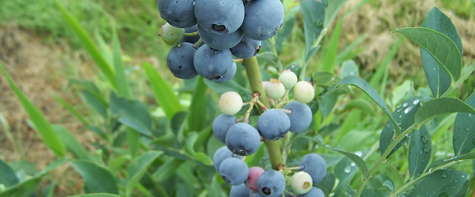 Pick Fresh Blueberries